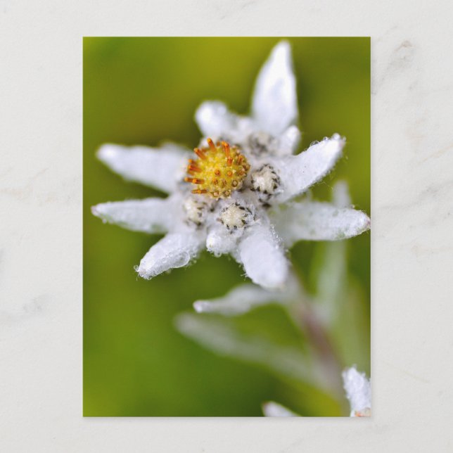 Postal Macro de flor edelweiss (Anverso)