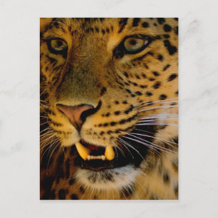 Postal Macro de gato grande