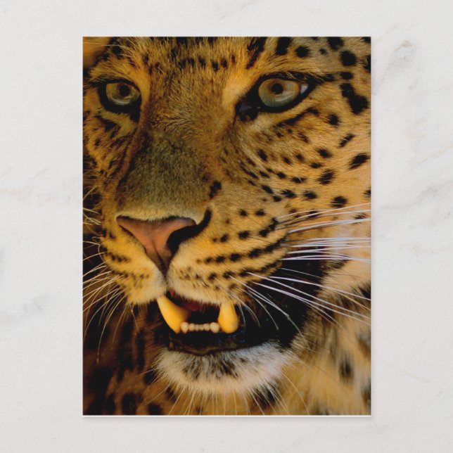 Postal Macro de gato grande (Anverso)