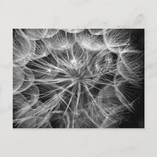 Postal macro de la semilla de Dandelion monocroma