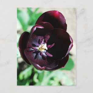Postal macro de tulipán negro