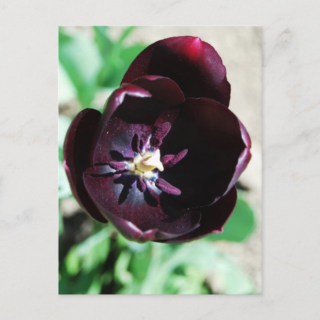 Postal macro de tulipán negro (Anverso)