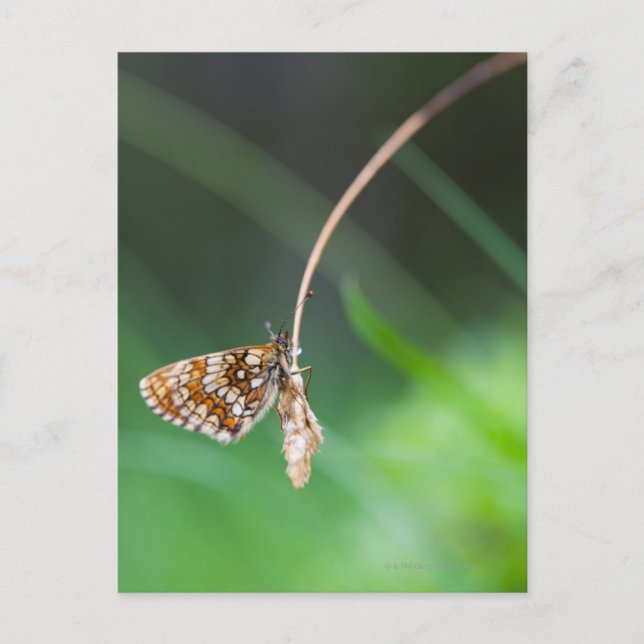 Postal Macro de una mariposa - Boloria euforia en marcha (Anverso)