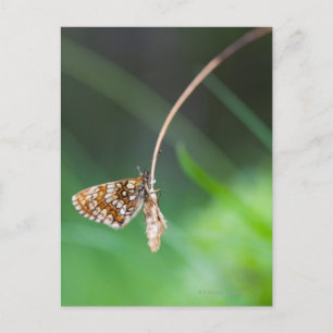 Postal Macro de una mariposa - Boloria euforia en marcha
