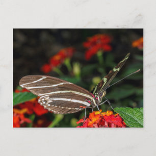Postal Macro de una mariposa de cebra larga