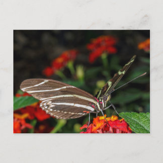 Postal Macro de una mariposa de cebra larga