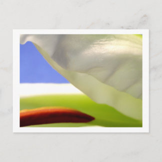 Postal Macro Lily II
