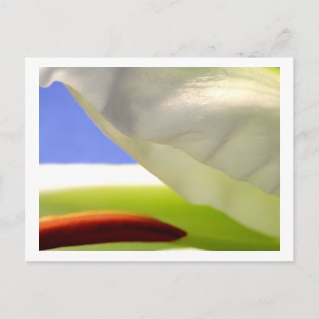 Postal Macro Lily II (Anverso)