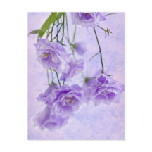 Macro morada de Campanella flor