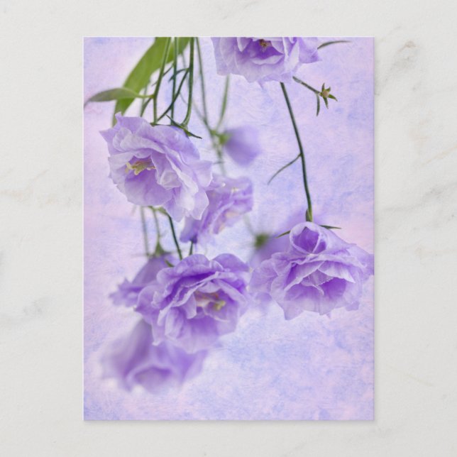 Postal Macro morada de Campanella flor (Anverso)