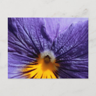 Postal Macro: pansia morada y amarilla
