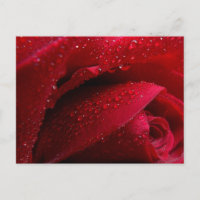 Macro roja Rosa con gotas de agua