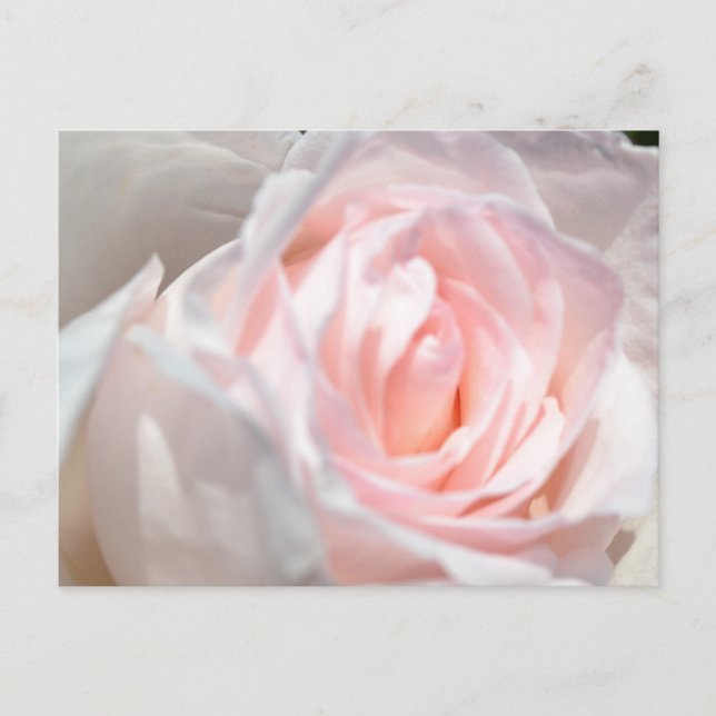 Postal Macro rosa rosa (Anverso)