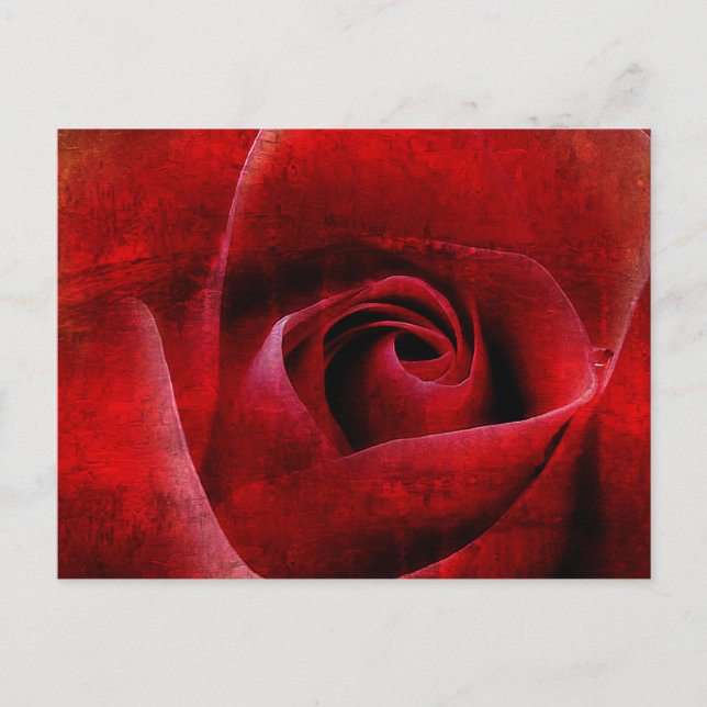 Postal Macro Roses Rojas. (Anverso)