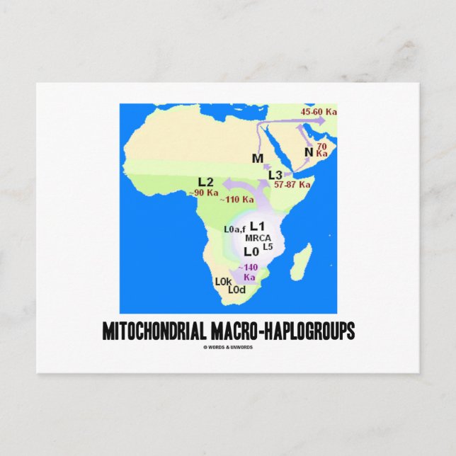 Postal MacroHaploggrupos Mitocondriales (Genealogía MRCA) (Anverso)