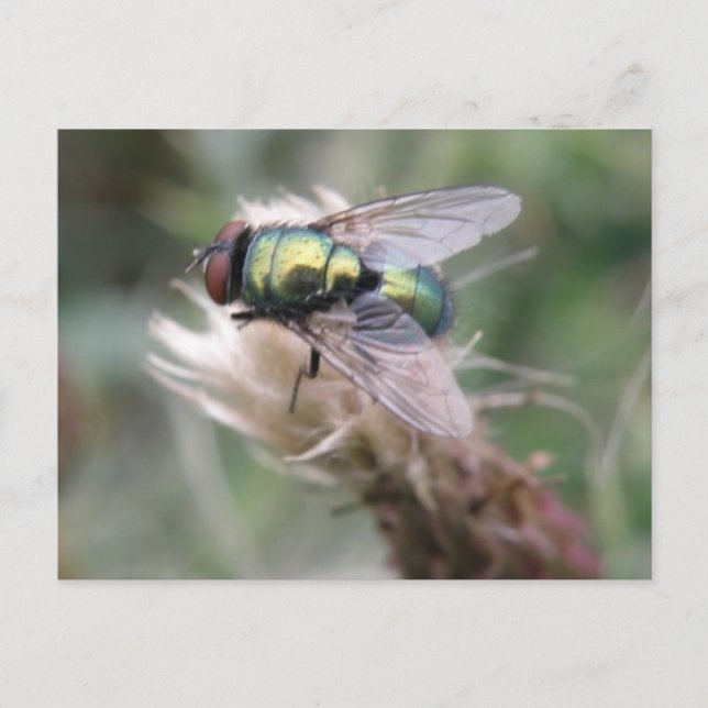 Postal Macropostal de la mosca verde de la botella (Anverso)
