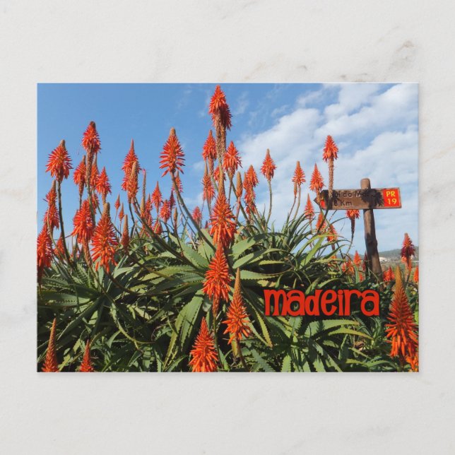 postal Madeira Aloe, personalizar (Anverso)