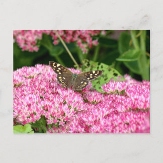 Postal Madera afilada - mariposa en el sedio