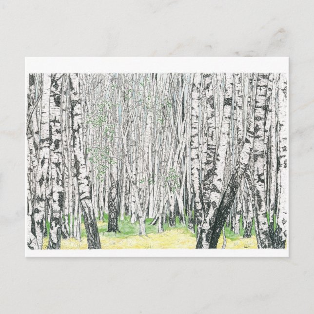 Postal Madera de Birch Plata - Postcard (Anverso)