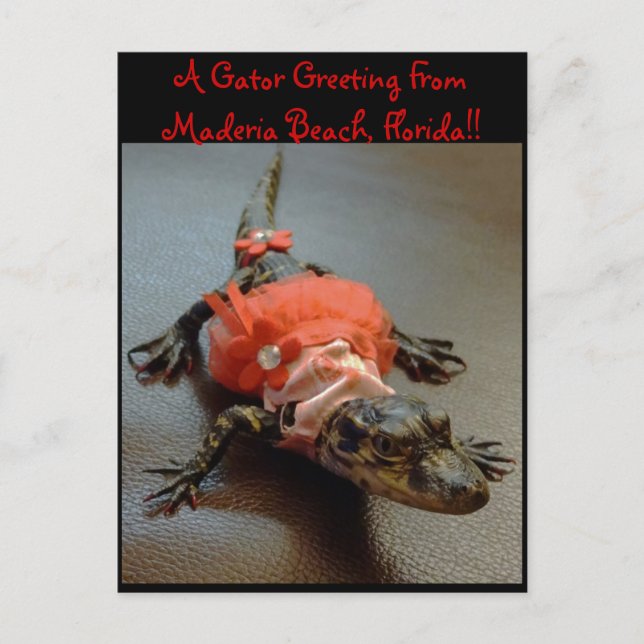 Postal Maderia Beach, Florida Gator Greeting Post Card (Anverso)