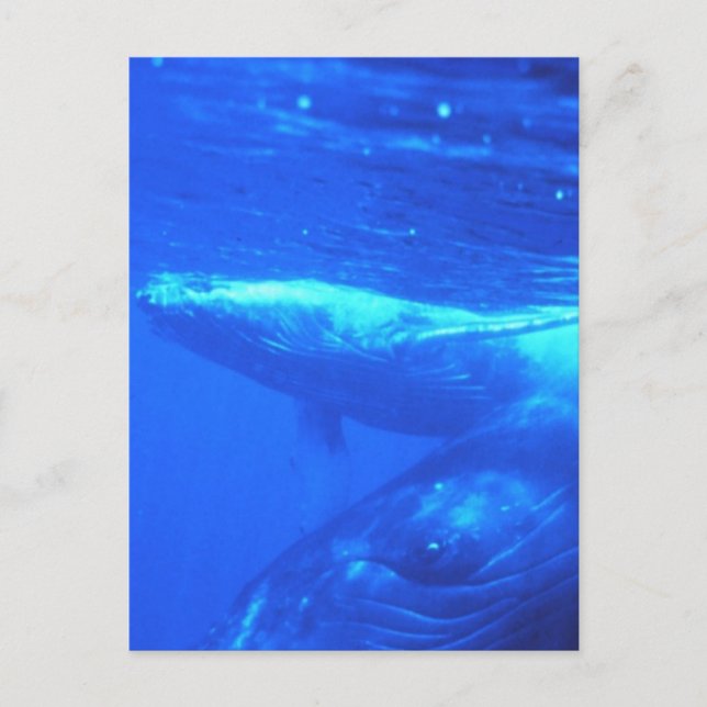 Postal Madre de ballena jorobada y ternera (Anverso)