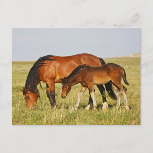 Postal Madre de caballo salvaje y colt Grazing