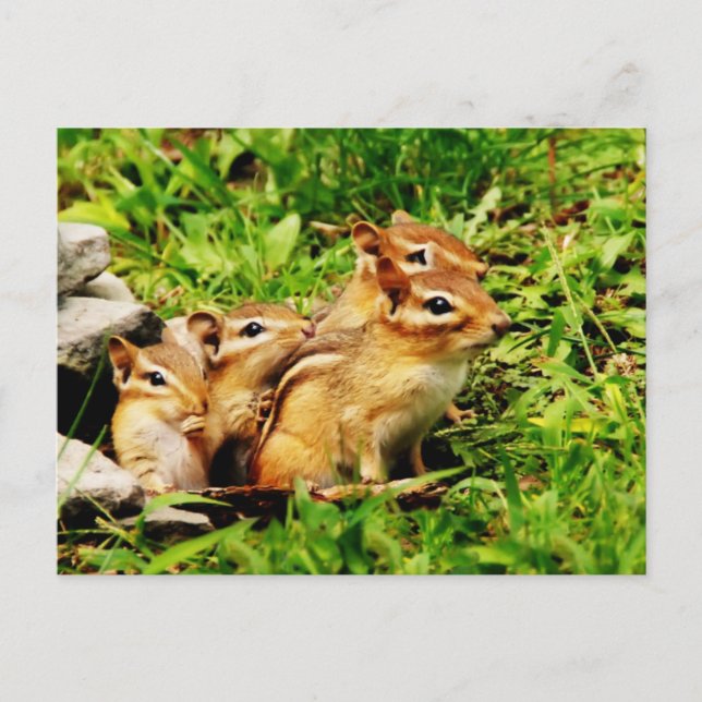 Postal madre de chipmunk y bebés (Anverso)
