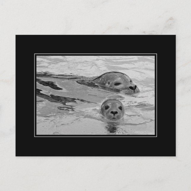 Postal Madre de foca y foca de bebé (Anverso)