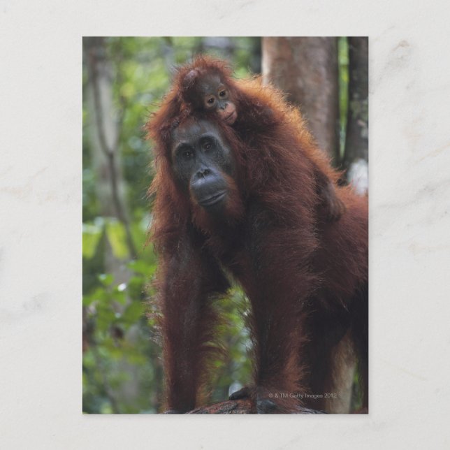 Postal Madre de Orangután con bebé 2 (Anverso)