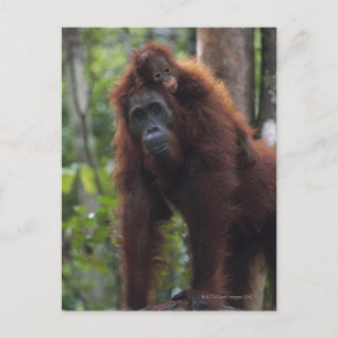 Postal Madre de Orangután con bebé 2