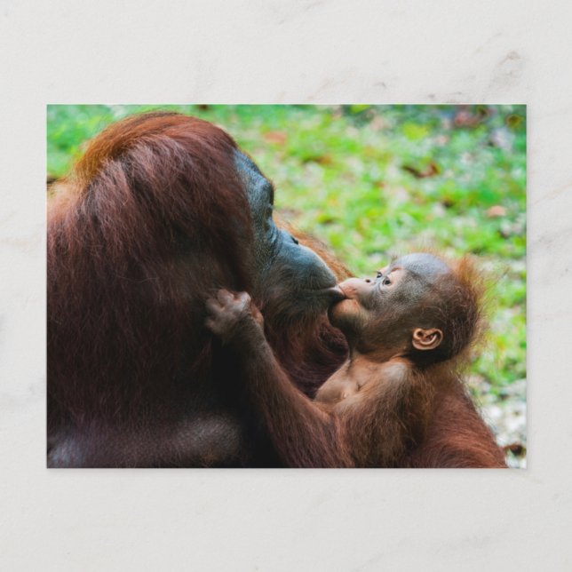 Postal Madre de orangután y bebé (Anverso)
