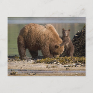 Postal Madre de oso grizzly con cría en una playa