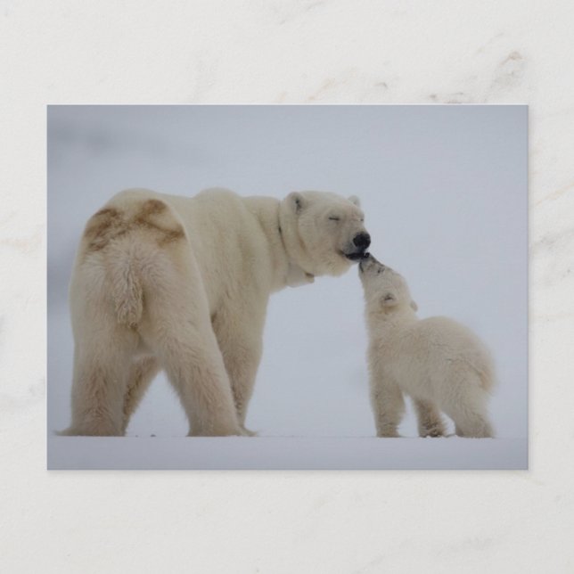 Postal Madre del oso polar con cachorro (Anverso)