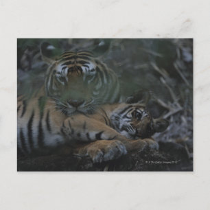 Postal Madre del tigre de Bengala con cachorro