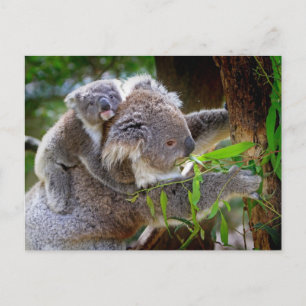 Postal Madre e hijo de Koala