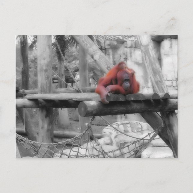 Postal Madre e hijo de Orangutan (Anverso)