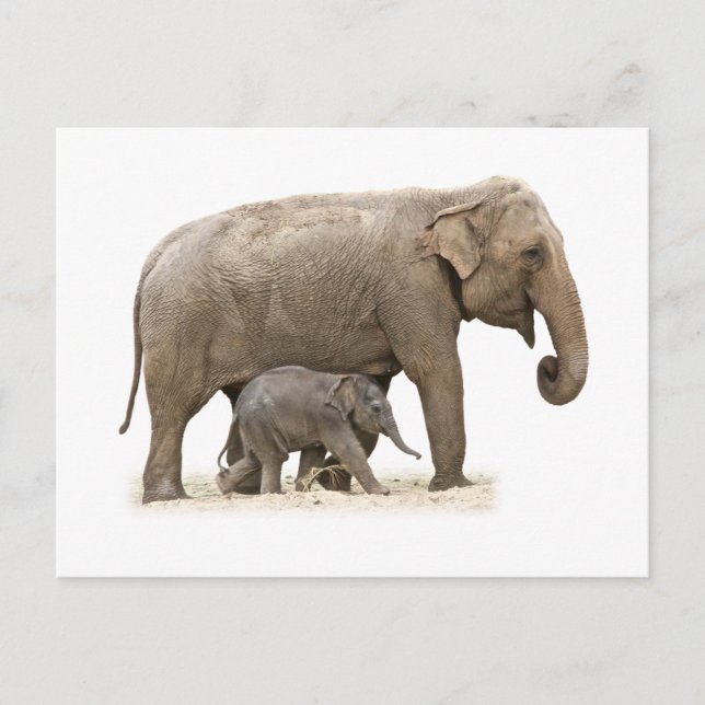 Postal Madre e hijo elefante (Anverso)