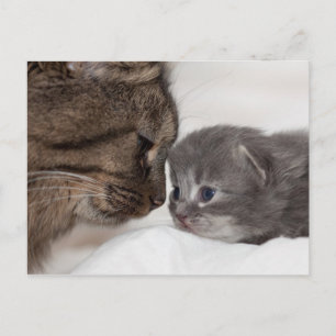 Postal Madre e hijo gatos y gatitos