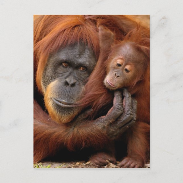 Postal Madre e hijo Orangutan (Anverso)