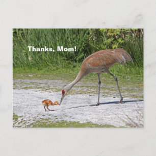 Postal Madre grullas Bird and Baby Bird Sandhill