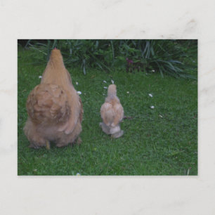 Postal Madre Hen y su polluelo