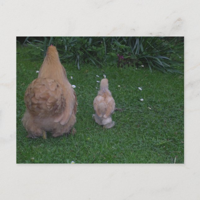 Postal Madre Hen y su polluelo (Anverso)