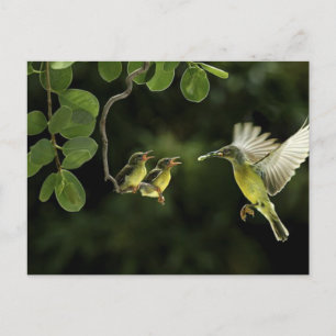 Postal Madre Hummingbird