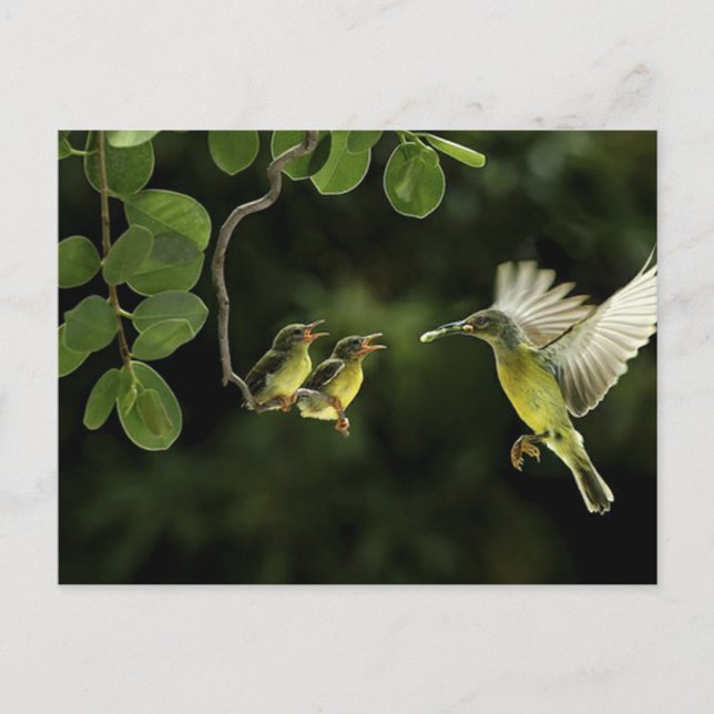 Postal Madre Hummingbird (Anverso)