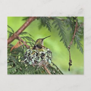 Postal Madre Hummingbird en el nido
