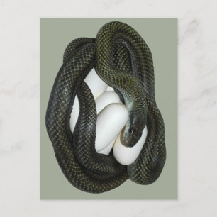 Postal ¡Madre japonesa de la serpiente de rata, hermosa y