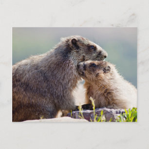 Postal Madre marmota con bebé