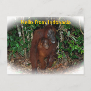 Postal Madre Orangutan y bebé en la naturaleza