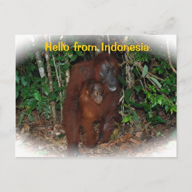 Postal Madre Orangutan y bebé en la naturaleza (Anverso)