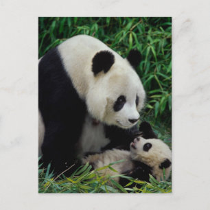 Postal Madre panda y cría en el arbusto de bambú, Wolong